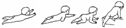 baby on his belly learns to lift his head, upper trunk, lift himself with arms and to crawl