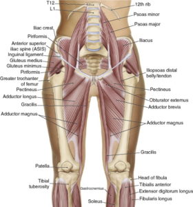 Groin anatomy pelvic pain