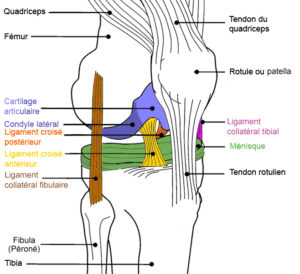 Ligament croisé antérieur Rupture pathologie et traitement