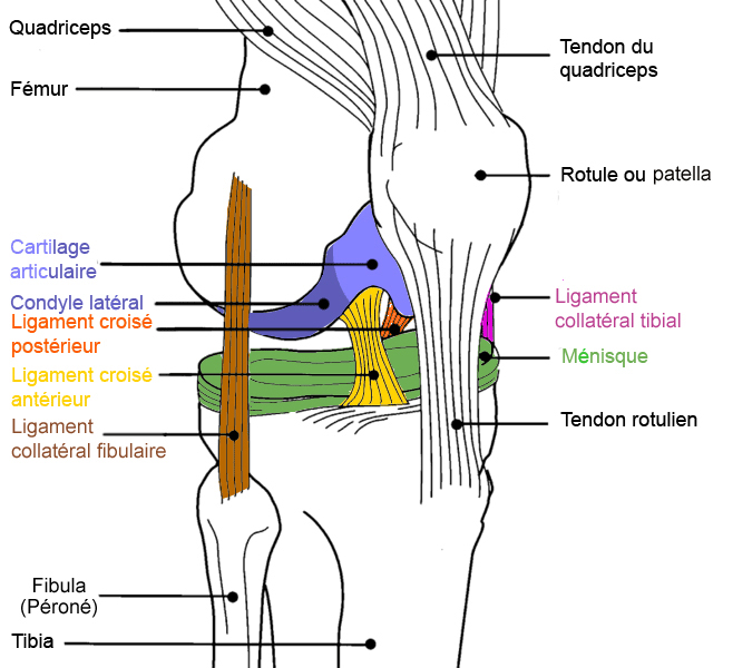 Ligament croisé antérieur Rupture pathologie et traitement